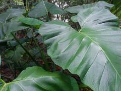 Xanthosoma sagittifolium