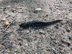 Ambystoma tigrinum