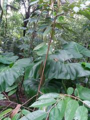 Xanthosoma sagittifolium