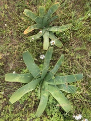Ammocharis longifolia