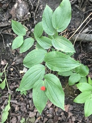 Prosartes trachycarpa