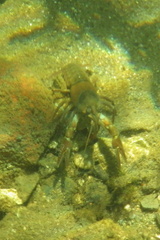 Pacifastacus leniusculus
