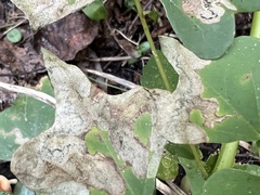 Leucoptera erythrinella