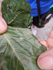 Aceria nervisequa