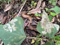 Leucoptera erythrinella