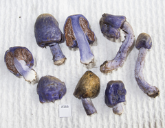 Cortinarius coneae