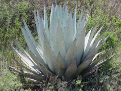 Agave applanata