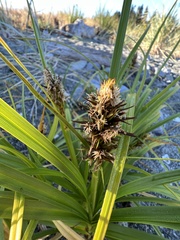 Carex macrocephala
