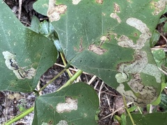 Leucoptera erythrinella