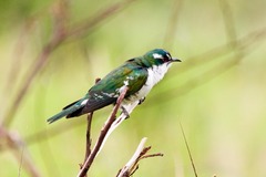 Chrysococcyx caprius