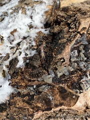Lithobiomorpha