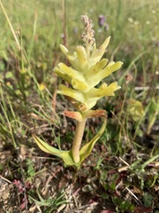 Lachenalia lutea