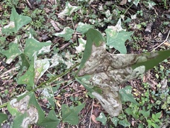 Leucoptera erythrinella