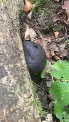 Daldinia concentrica