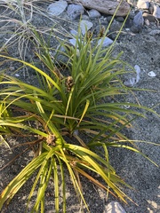 Carex macrocephala