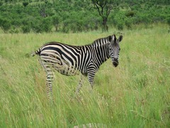 Equus quagga