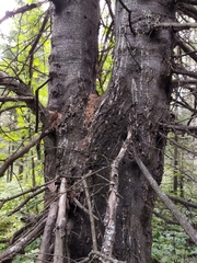 Abies sibirica