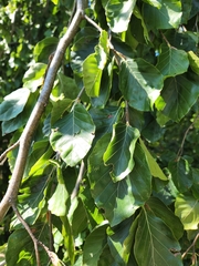 Alnus glutinosa