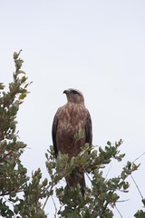 Buteo buteo vulpinus
