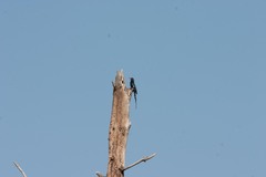 Phoeniculus purpureus