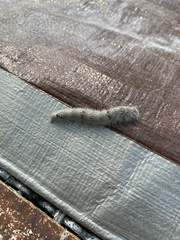 Phyllodesma americana