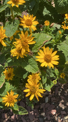 Heliopsis
