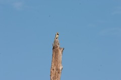 Trachyphonus vaillantii vaillantii