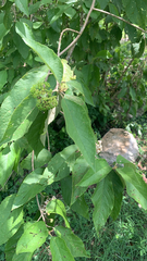 Callicarpa formosana