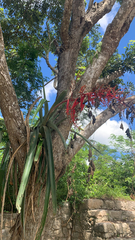Aechmea bracteata