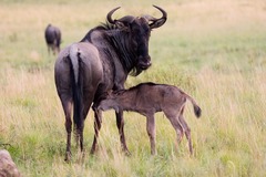 Connochaetes taurinus taurinus