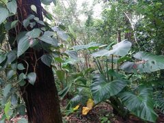 Xanthosoma sagittifolium