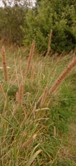 Phleum