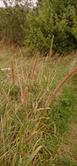 Phleum
