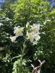 Lilium formosanum