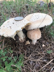 Amanita cokeri