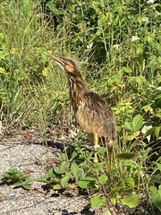 Botaurus lentiginosus