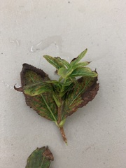 Magnoliopsida
