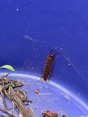 Lithobiomorpha