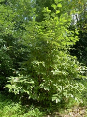 Viburnum sieboldii