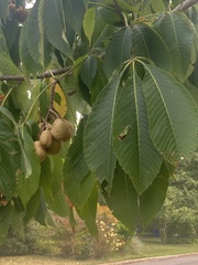 Aesculus