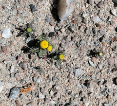 Foveolina dichotoma
