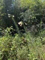 Lilium formosanum