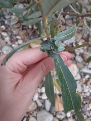 Rabdophaga rosaria