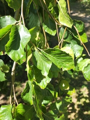 Alnus glutinosa