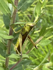 Schistocerca alutacea