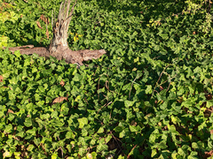 Hedera helix