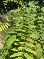 Rhus glabra