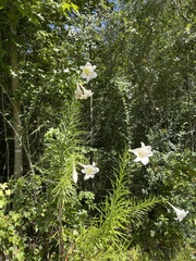 Lilium formosanum