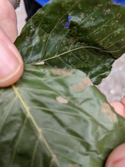 Aceria nervisequa