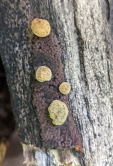 Hypoxylon rubiginosum